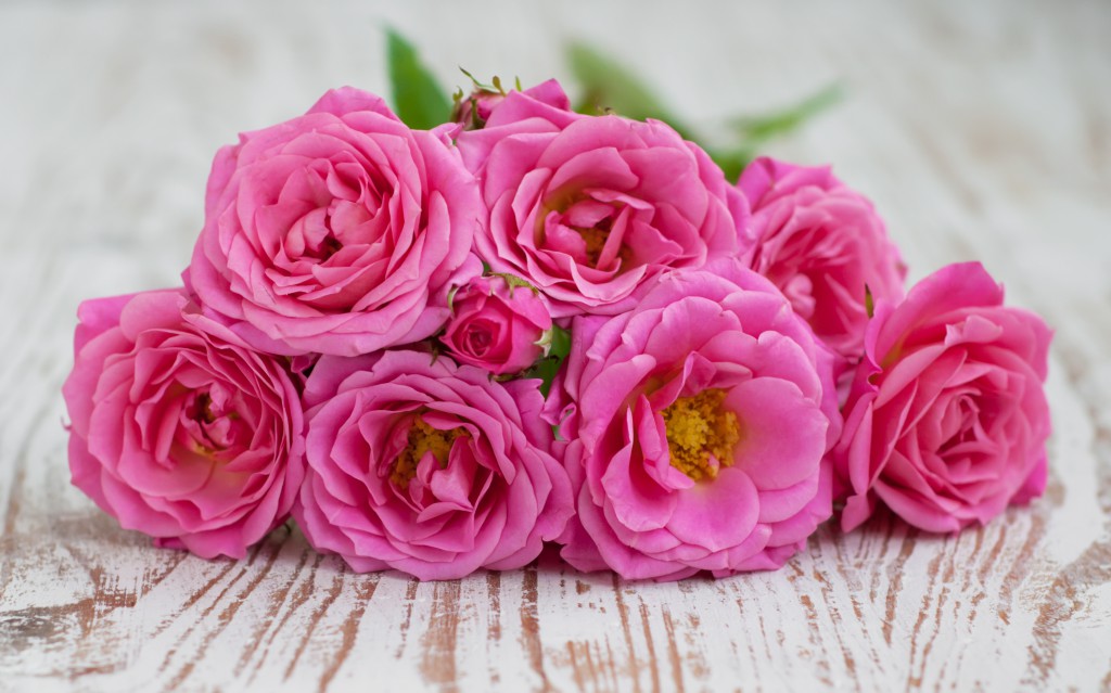 Pink roses on old white wooden background