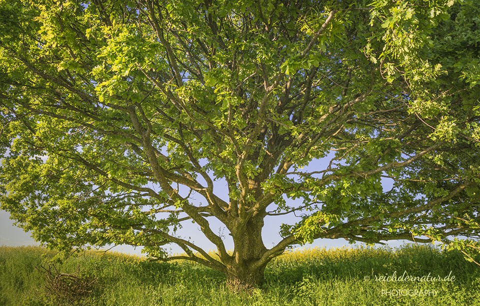 Der Lebensbaum_DSC6422-web